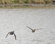 Blue winged Teals